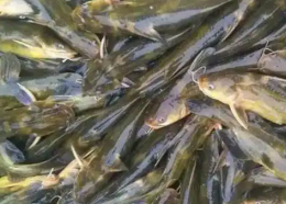 黄颡鱼